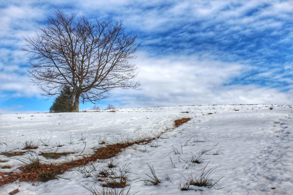 Drzewo bez liści, śnieg, hala w Beskidach