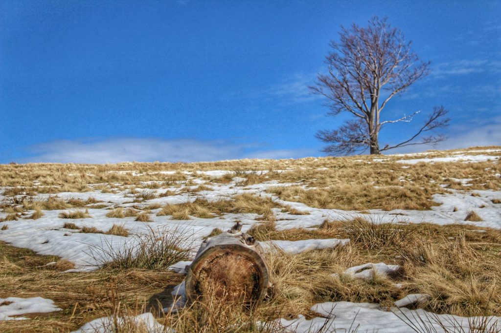 Samotne drzewo na Hali Jaworowej, sucha trawa miejscami pokryta śniegiem