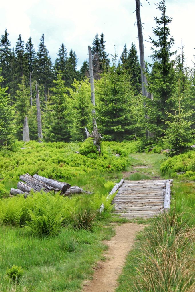 Drewniany mostek naniebieskim szlaku na Romankę, leśna ścieżka