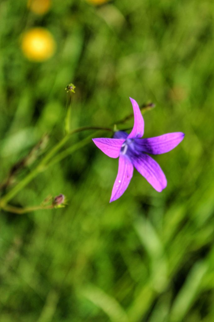 Fioletowy, polny kwiat na zielonym - rozmazanym tle trawy