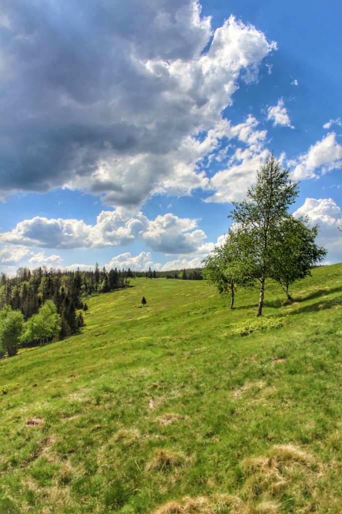 Hala Radziechowska w letniej odsłonie, zielone drzewa, trawa, niebieskie niebo z białymi chmurami