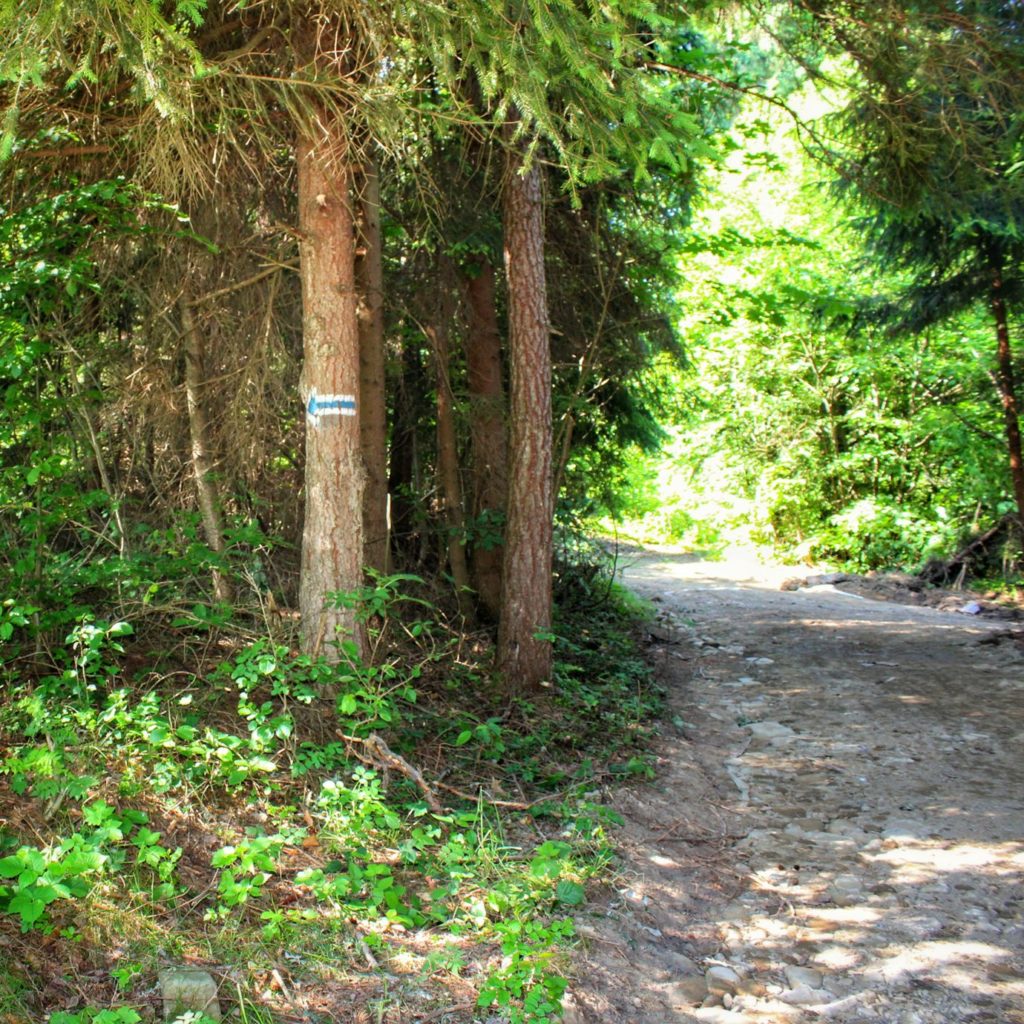 Leśna ścieżka, miejsce skrętu szlaku niebieskiego na Romankę w lewo