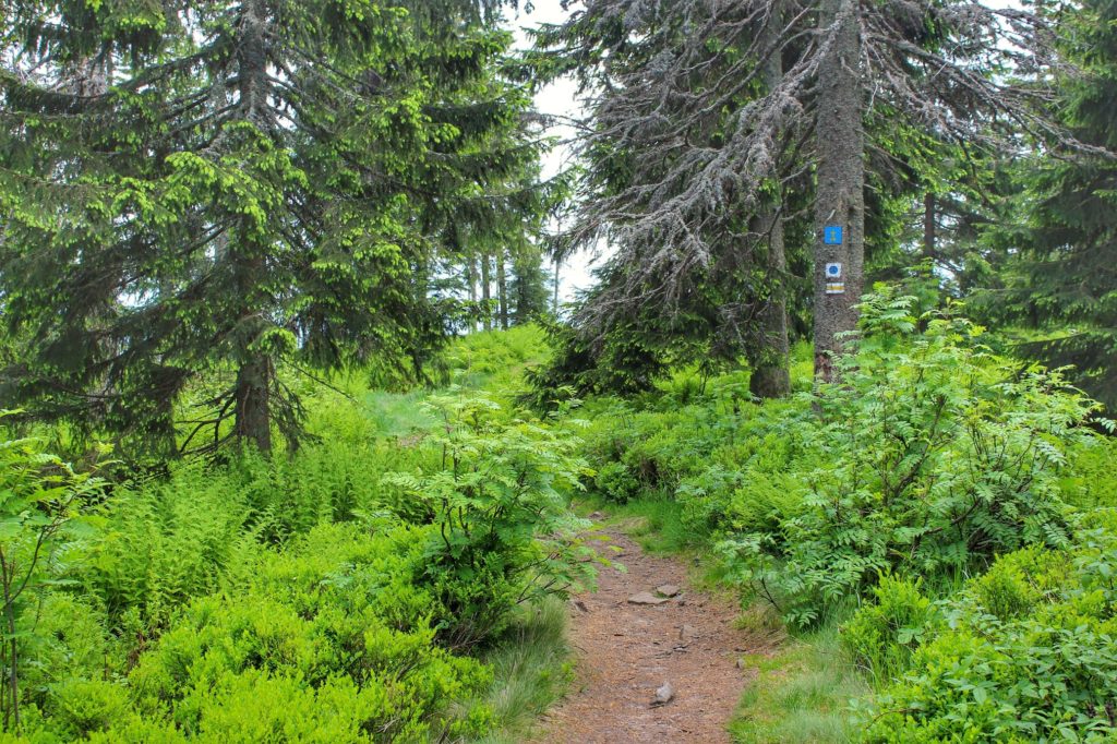 Leśna ścieżka na żółtym szlaku prowadzącym z Romanki na Halę Pawlusia