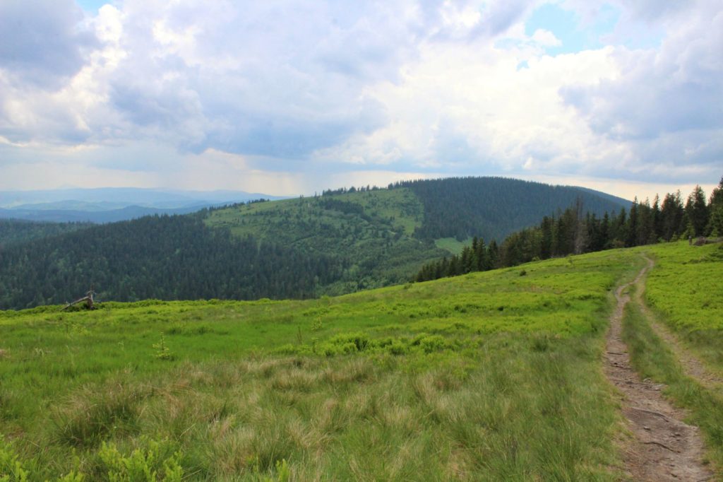 Polna położona nieopodal Romanki z widokiem na Halę Pawlusia oraz Beskid Żywiecki, pochmurny dzień