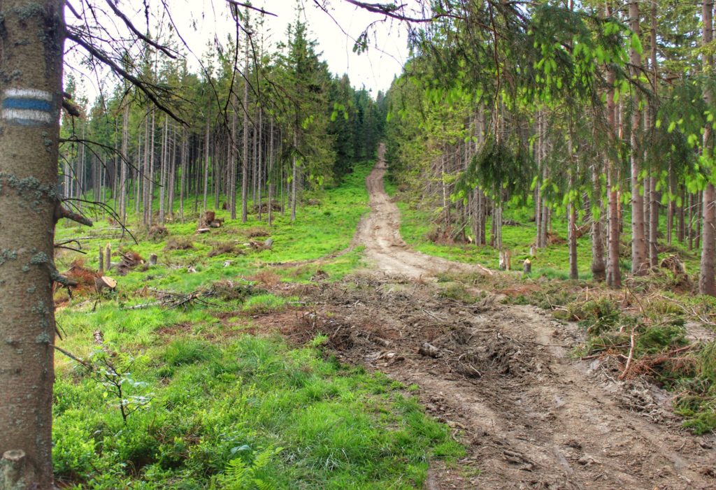 Strome podejście pod Romankę na niebieskim szlaku ze wsi Sopotnia Mała, leśna ścieżka