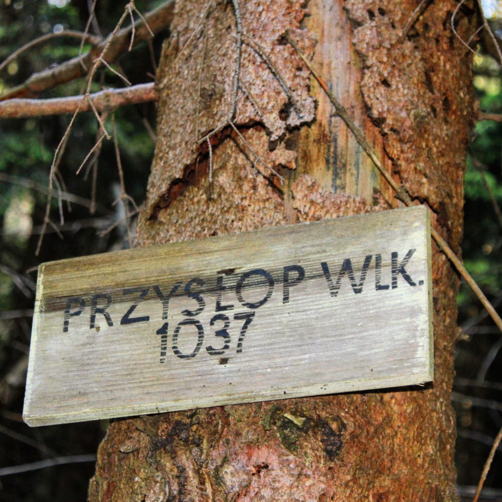 drewniana tabliczka wisząca na drzewie oznaczająca Przysłop Wielki leżący 1037 metrów nad poziomem morza