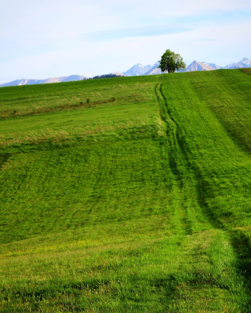 Pole, zielona, wiosenna trawa, ścieżka prowadząca do samotnego drzewa na szczycie Grandeus w Pieniach Spiskich, w oddali widoczne tatrzańskie szczyty