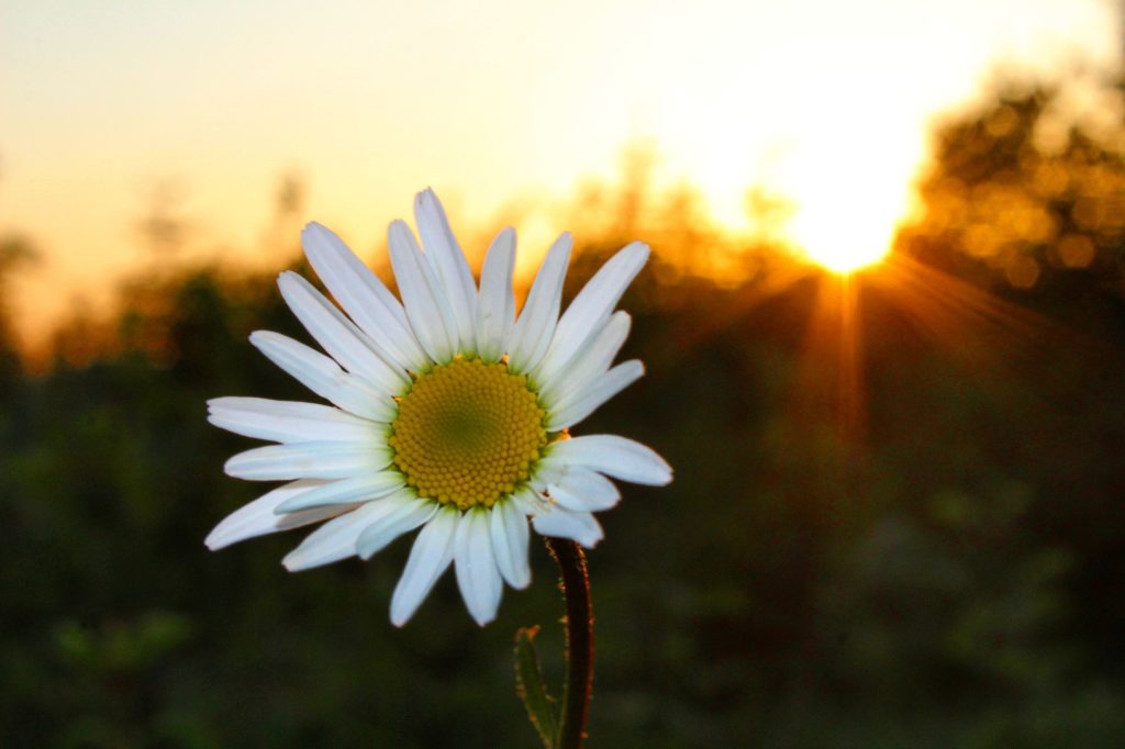 Biały kwiat - stokrotka duża, oświetlona promieniami zachodzącego słońca