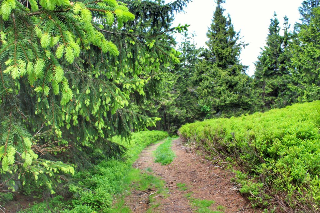 Ścieżka prowadząca przez las iglasty