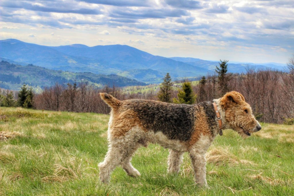 Pies na szczycie Jałowiec, w tle widok na góry