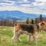 Pies na szczycie Jałowiec, w tle widok na góry