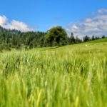 Polana, drzewa, niebieskie niebo z białymi chmurami, Falsztyn