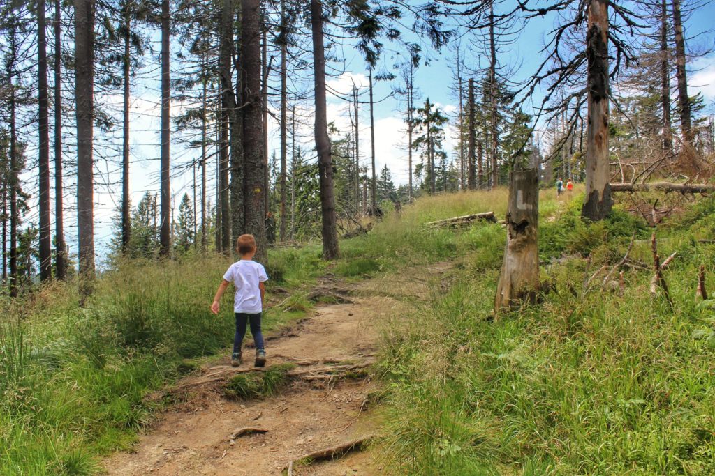 Dziecko idące leśną dróżką w stronę szczytu Turbacz