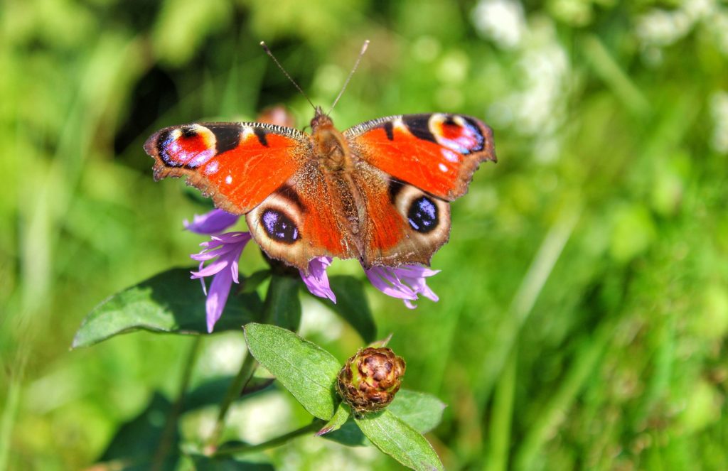 Motyl pawie oczko na polnym kwiatu w Gorcach
