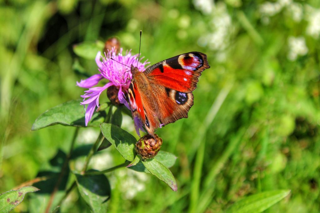 Motyl - pawie oczko pijący nektar z kwiatka polnego