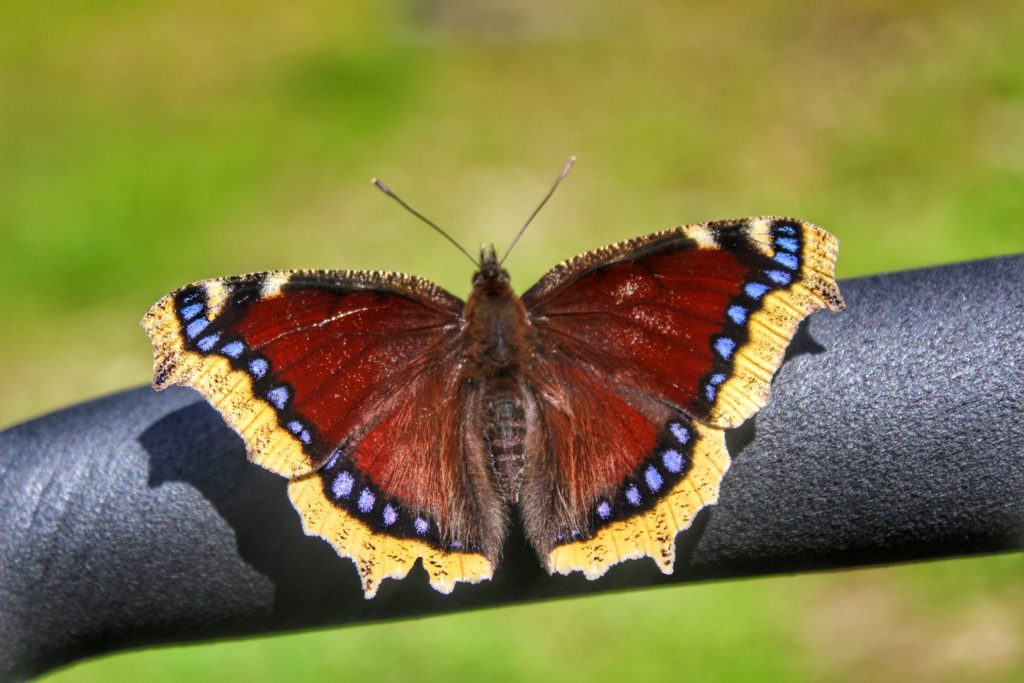 Motyl - rusałka żałobnik
