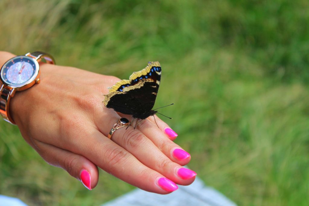 Motyl - rusałka żałobnik siedzący na ręce kobiety