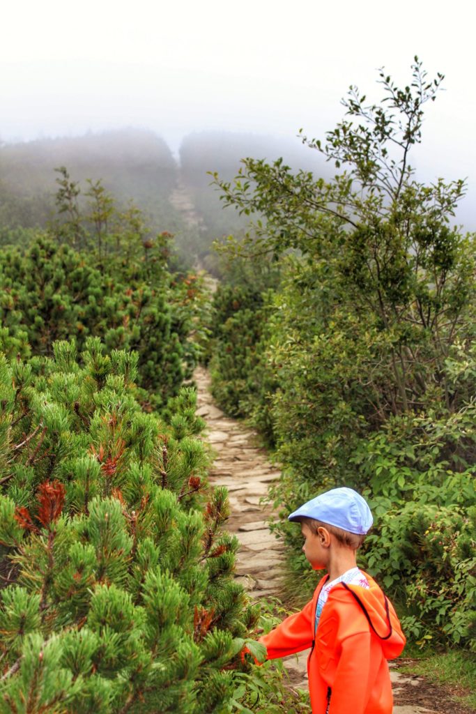 Chłopiec na kamiennej dróżce prowadzącej wśród soczysto zielonej kosodrzewiny