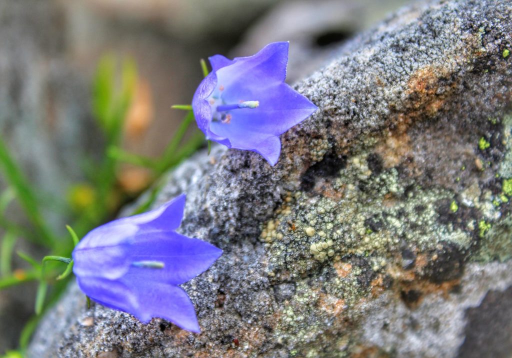 Dwa, fioletowe, górskie kwiaty na tle skały