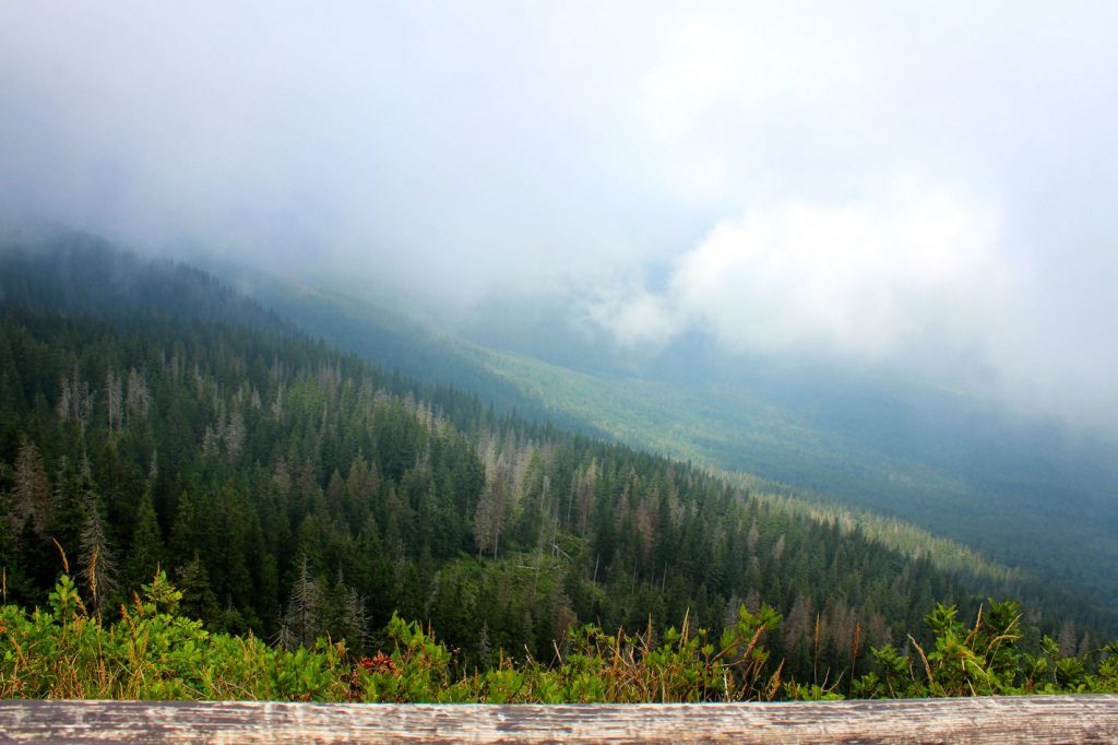 Widok z platformy widokowej znajdującej się na Sokolicy, drzewa wyłaniające się zza mgły oraz chmur
