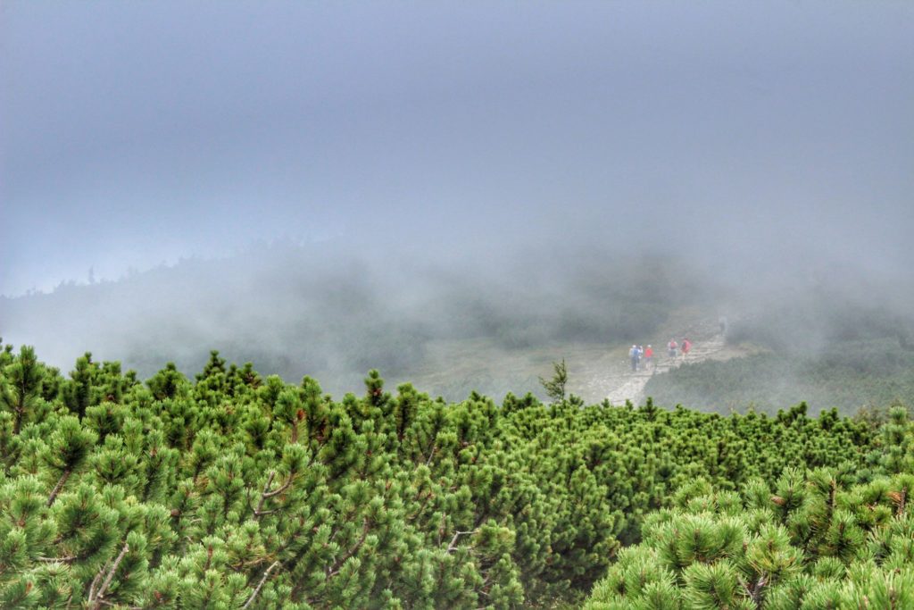 Soczysto zielona kosodrzewina, grupka ludzi idąca kamienną dróżką w gęstej mgle