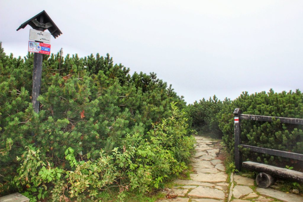 Szczyt Kępa, biała tabliczka z oznaczeniem szczytu Kępa, kamienna dróżka między kosodrzewiną, oznaczenie szlaku czerwonego prowadzącego na Diablak na drewnianym płotku 