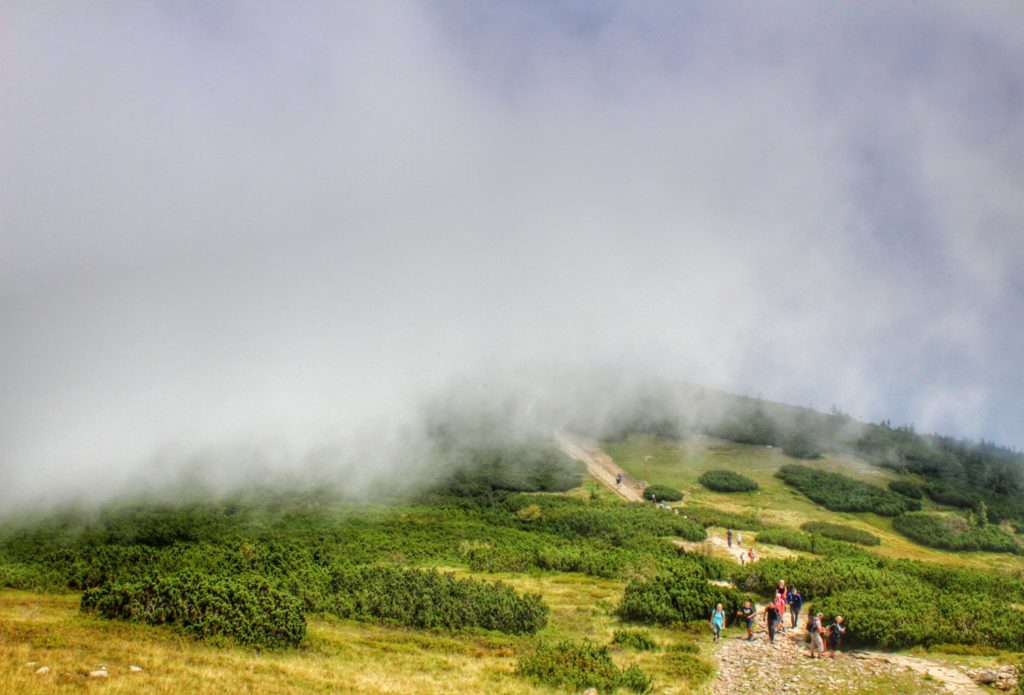 Turyści na skalnej dróżce wśród zielonej kosodrzewiny wyłaniający się z gęstej mgły