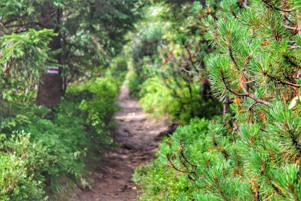 Wąska ścieżka prowadząca między kosodrzewiną na czerwonym szlaku na Babią Górę