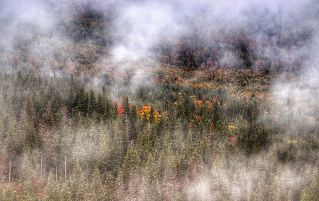 widok z Sokolicy na drzewa we mgle, jesienne barwy
