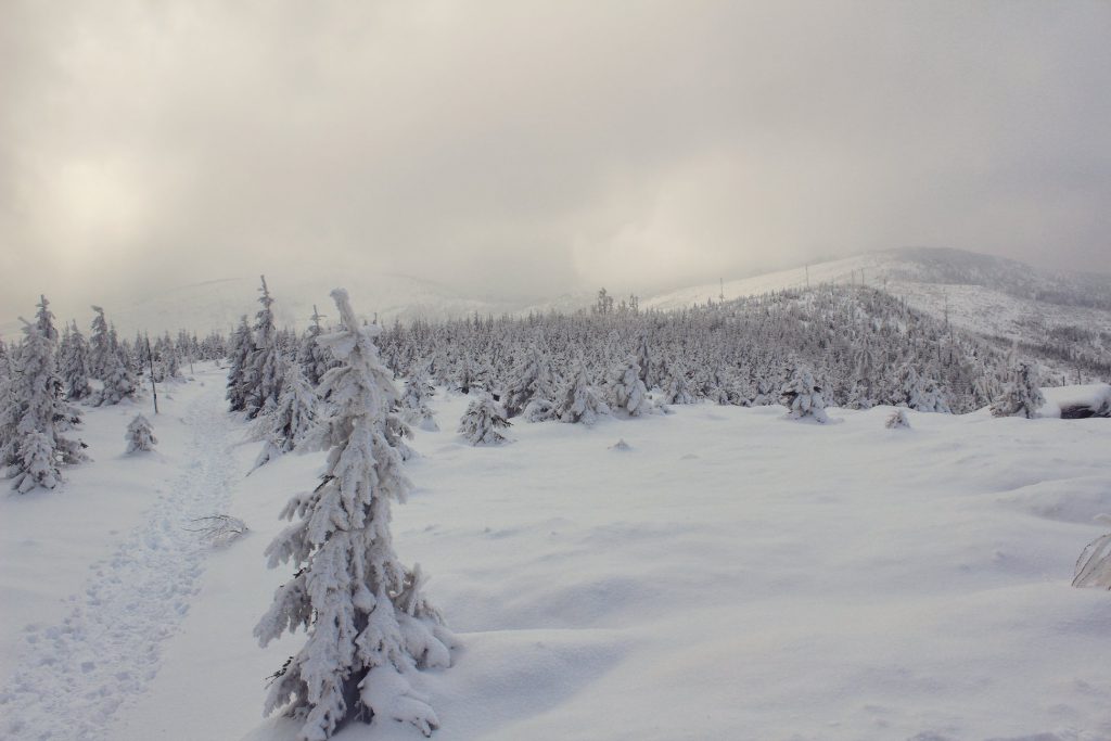 Widok z Magurki Radziechowskiej na Baranią Górę, która jest we mgle oraz na Magurkę Wiślańską, w koło zaśnieżone drzewa 