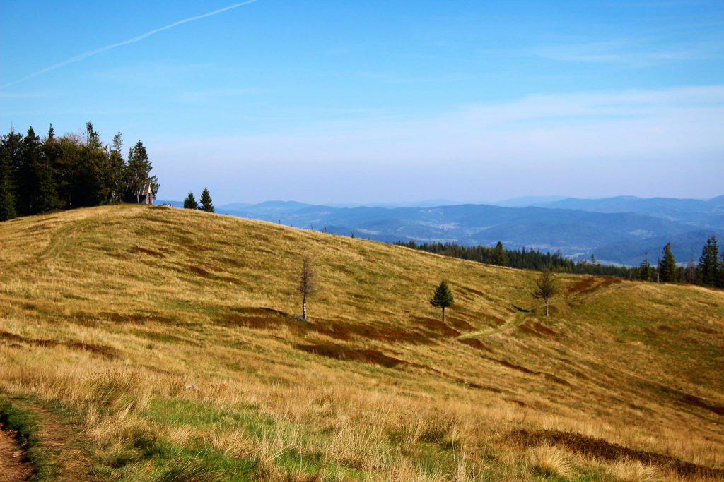 Obszerna Hala Radziechowska, pożółkła trawa, pojedyncze drzewa, błękitne niebo, w oddali krajobraz górski 
