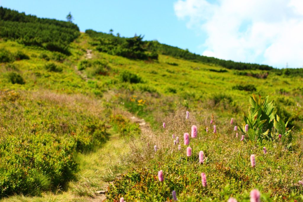 Dróżka prowadząca na szczyt Pilsko w lecie, zielona trawa, kwiaty oraz kosodrzewina