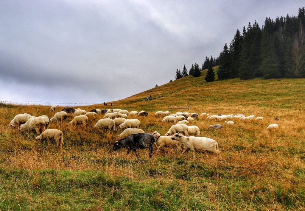 Owce na Rusinowej Polanie w Tatrach Wysokich, zachmurzone niebo