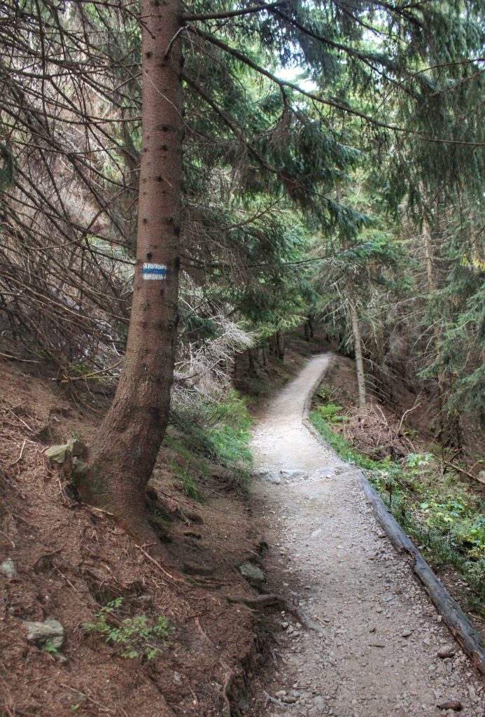 Wąska, ścieżka leśna, szlak niebieski w Tatrzańskim Parku Narodowym
