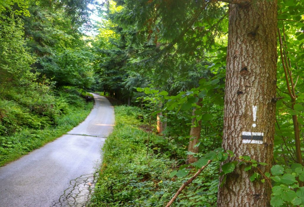 Wykrzyknik na drzewie - zmiana kierunku szlaku czarnego - Kozubnik, szeroka droga asfaltowa, las