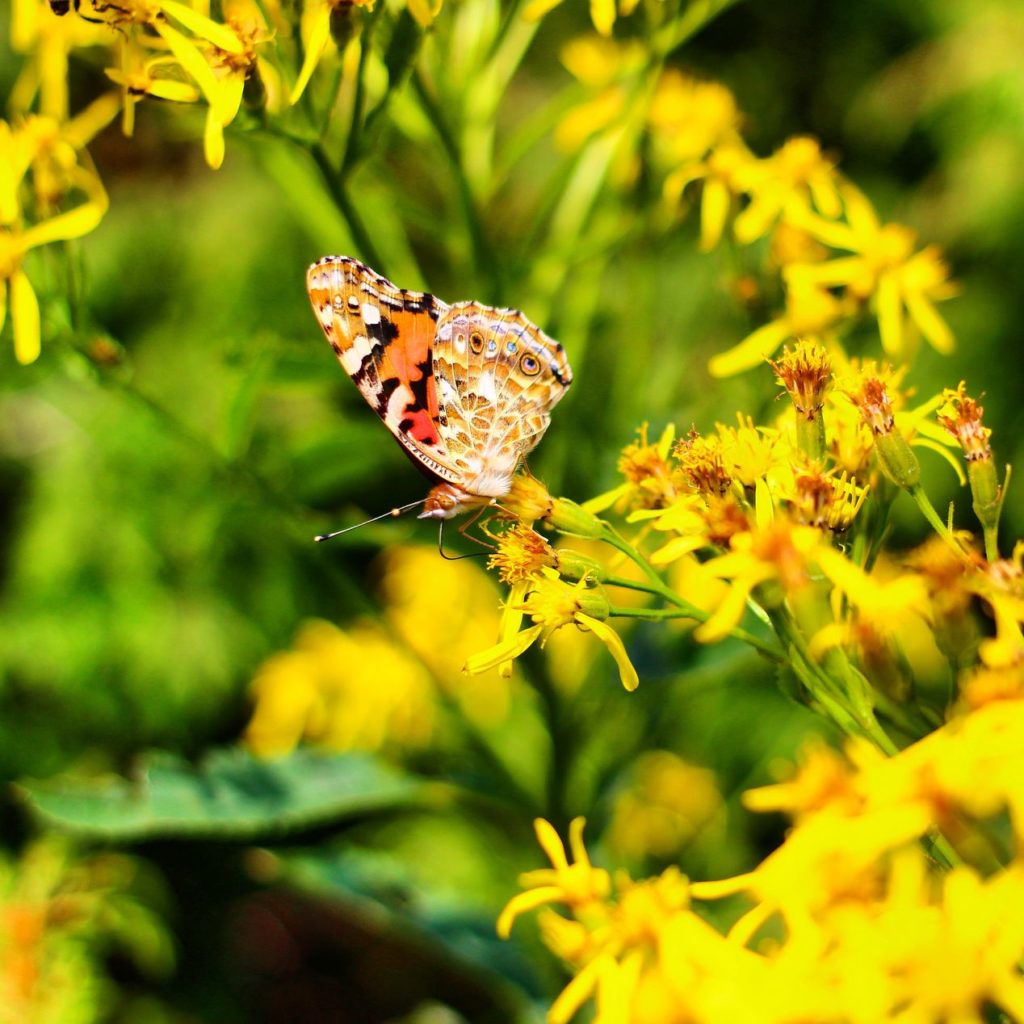 motyl ze złożonymi skrzydłami, siezący na żółtych kwiatach
