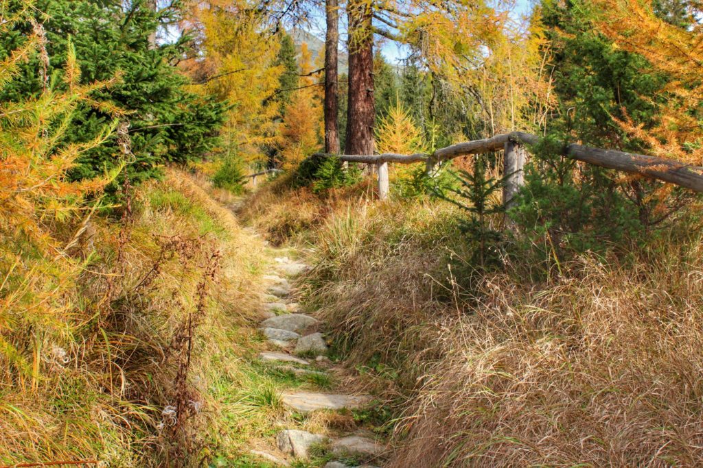 Ścieżka na żółtym szlaku w Tatrach Wysokich na Słowacji, jesienne drzewa