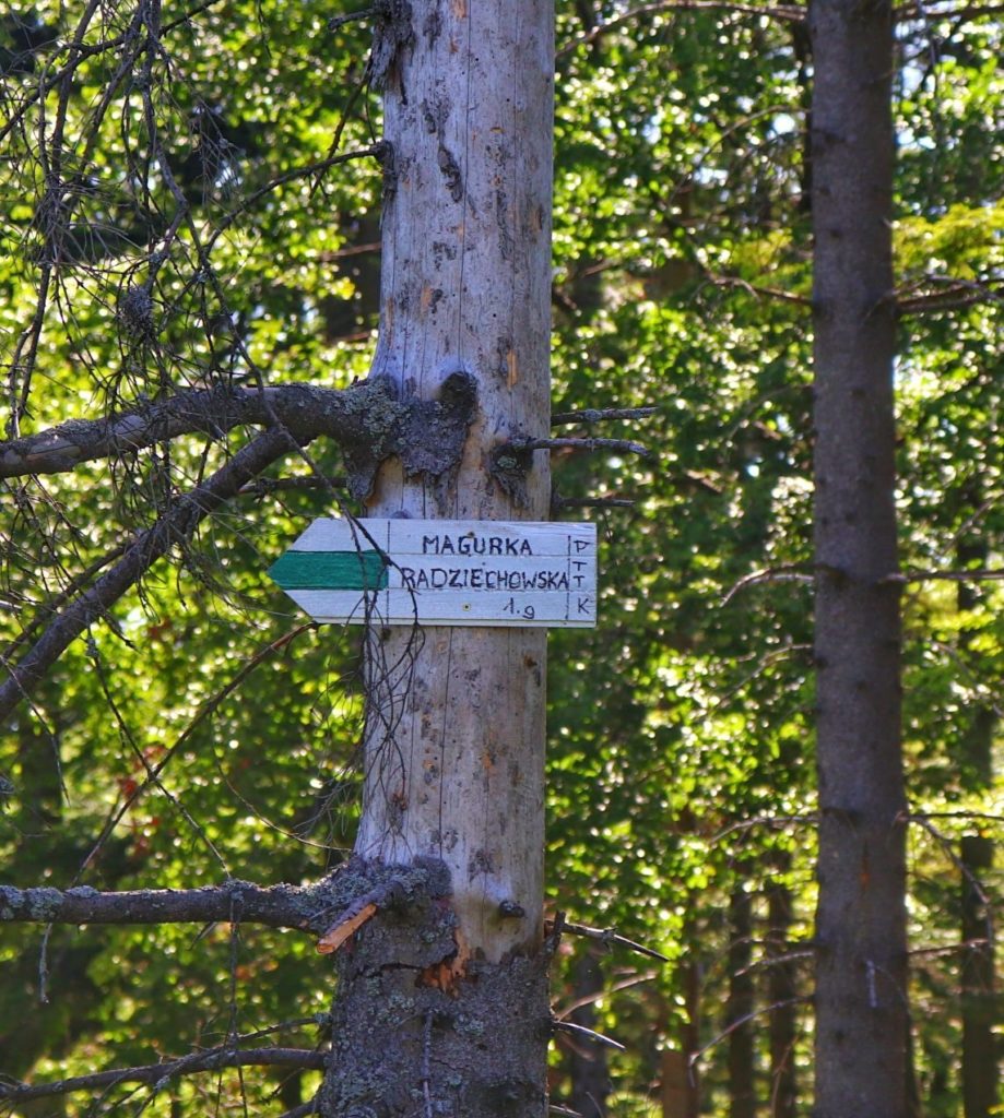 Drogowskaz wiszący na drzewie, Magurka Radziechowska szlak zielony 1 godzina