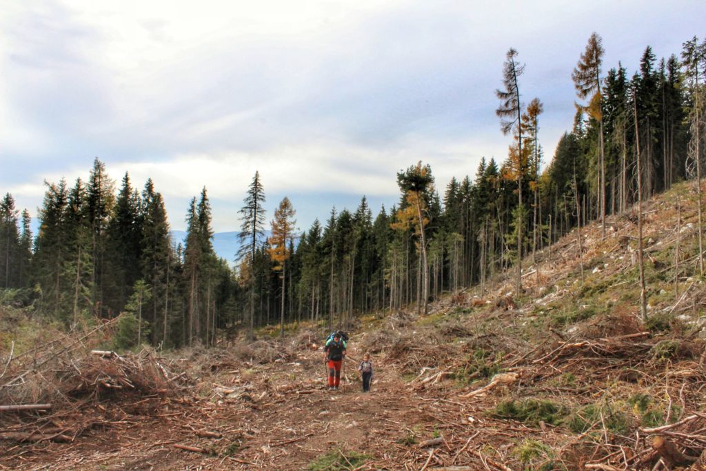 Turysta z dzieckiem idący Doliną Batyżowiecką, las zniszczony przez huragan, połamane drzewa