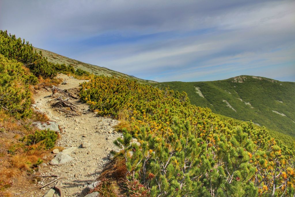 Ścieżka w Tatrach Wysokich prowadząca między soczysto zieloną kosodrzewiną