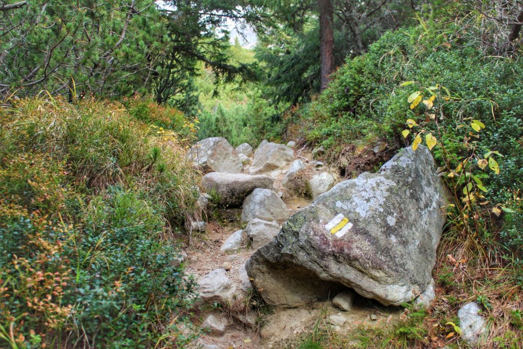 Żółty szlak oznaczony na skale, leśna ścieżka, Tatry Wysokie