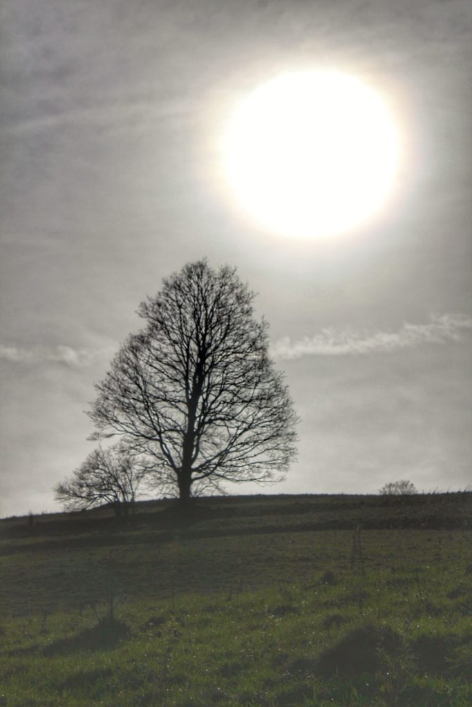 Drzewo oświetlone przez słońce, Polana pod Wysoką