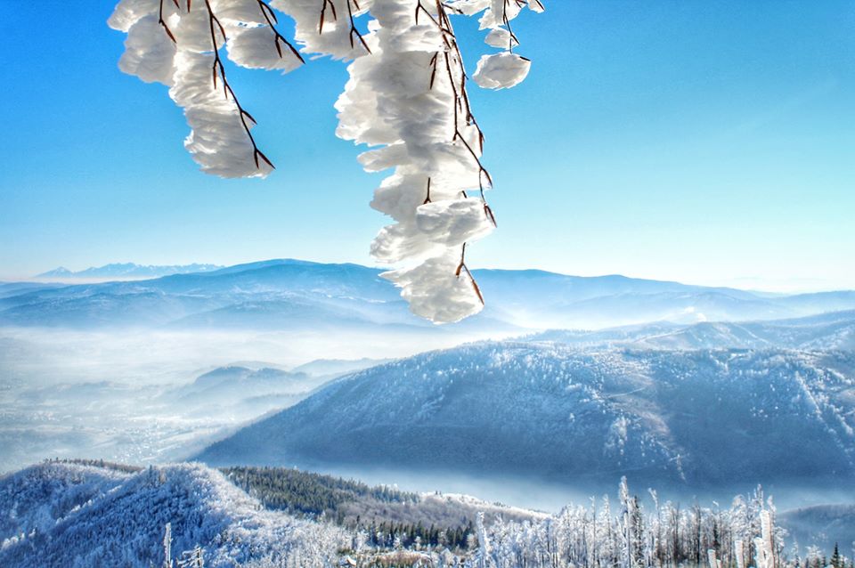 widok rozciągający się z niebieskiego szlaku prowadzącego ze Wsi Ostre na Skrzyczne, ośnieżona gałąź, w tle poranna mgła oraz krajobraz górski w zimowej odsłonie