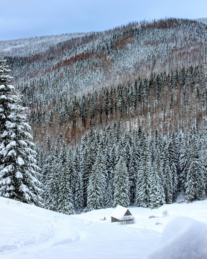 Polana Olczyska zimą widziana z góry szlaku, w tle drzewa oraz mały, drewniany szałas pasterski, 