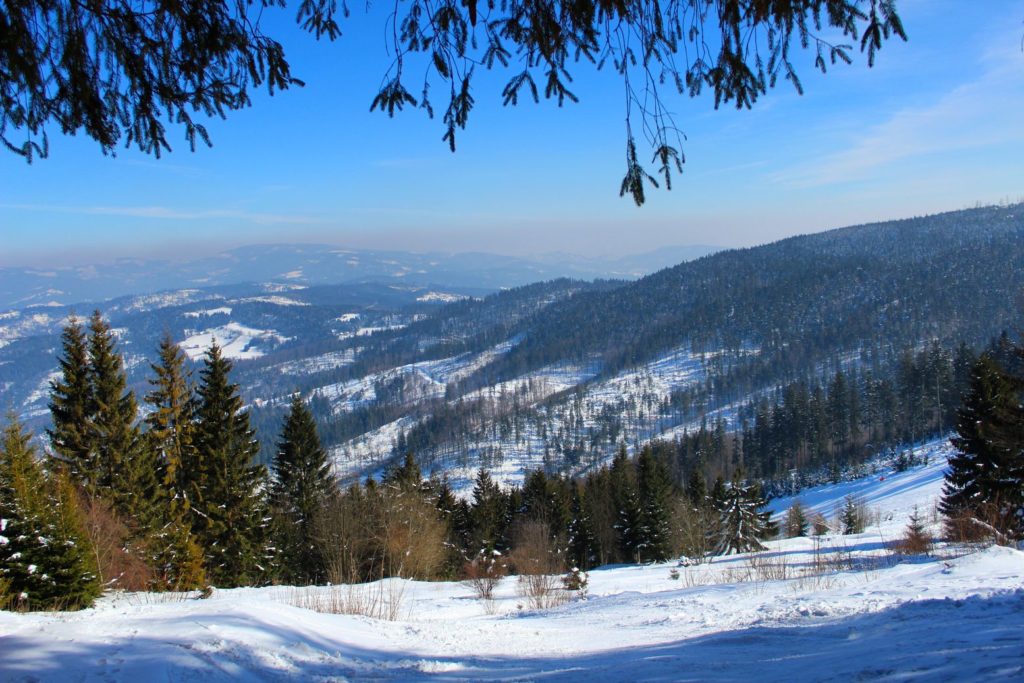 Ośnieżony krajobraz górski widoczny ze szczytu Stożek Wielki, widoczne również iglaste drzewa 