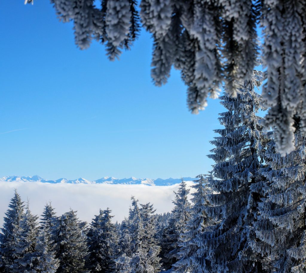 Drzewa iglaste zasypane przez śnieg, w tle morze mgieł oraz wynurzające się Tatry
