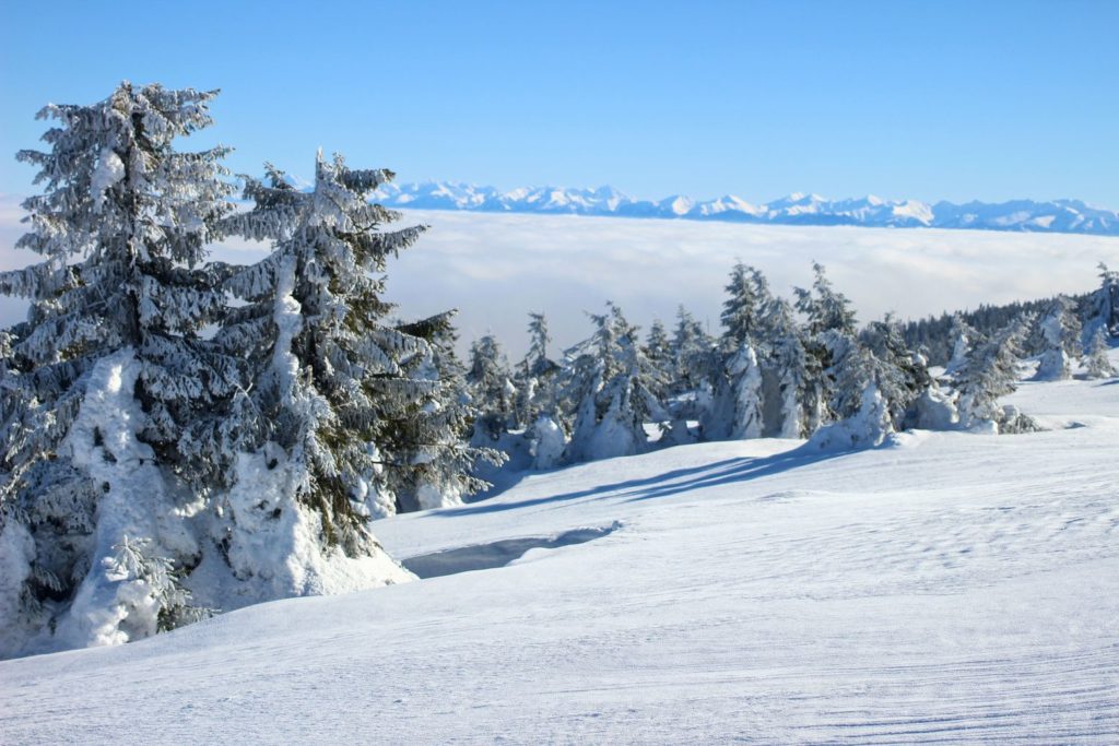 Drzewa iglaste zasypane przez śnieg, w tle gęste chmury oraz tatrzańskie szczyty