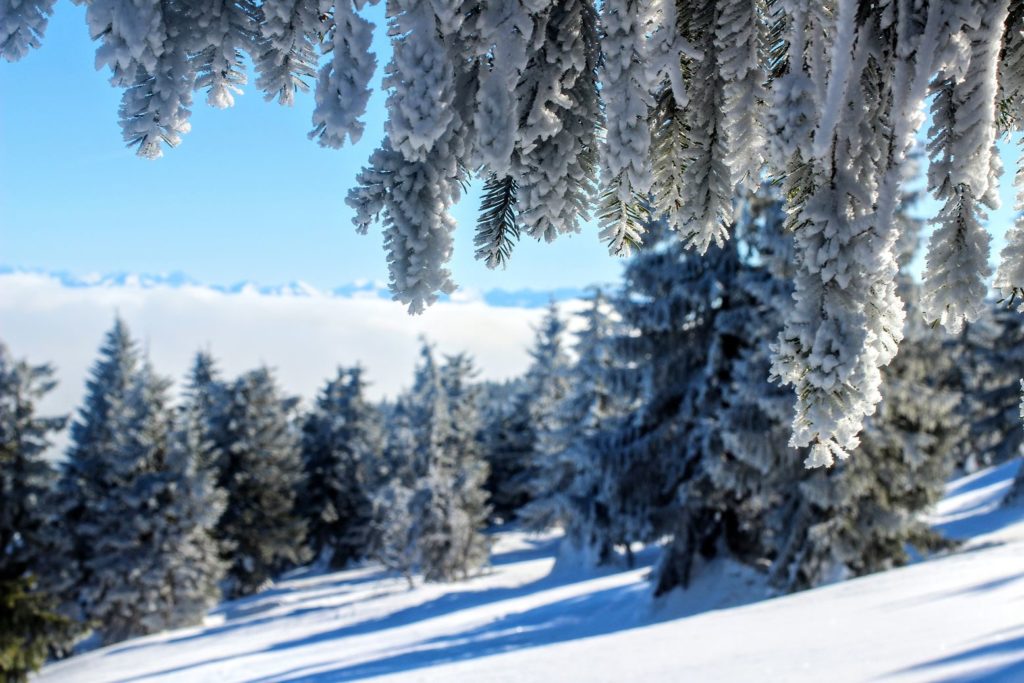 Drzewa iglaste przykryte biały puchem, w oddali widoczne gęste chmury zza których wyłaniają się Tatry