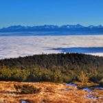 Widok na Tatry ze szczytu Pilsko, inwersja, kosodrzewina