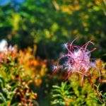 Beskid Śląski, wieczór, rośliny